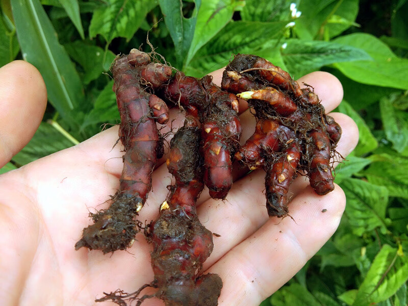 贵州新鲜花蝴蝶根赤胫散 中药材花脸荞鸡脚七皂药根500克【图片 价格