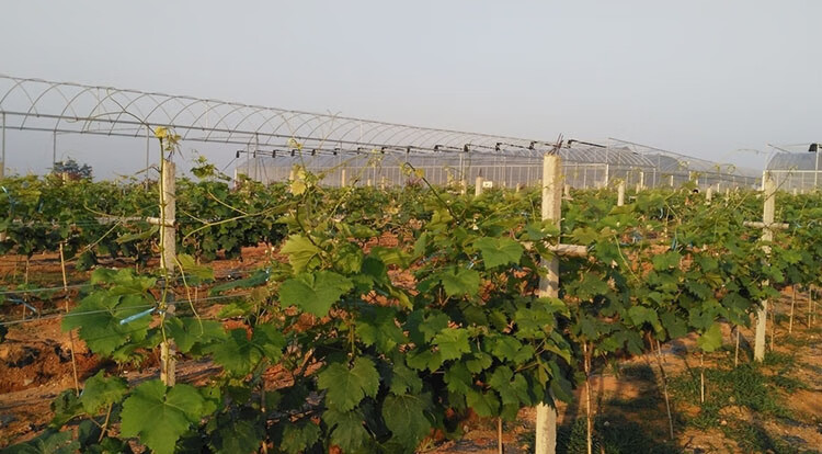 葡萄苗基地批发价格查询最新