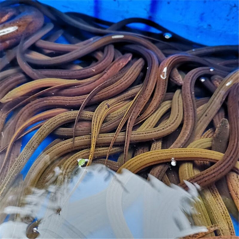 荣郁荣郁鳝鱼苗鲜活黄鳝苗长鱼苗小黄鳝泥鳅淡水养殖鳝鱼幼苗一斤包鳝