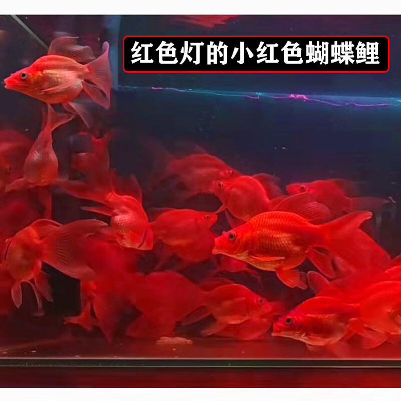 蝴蝶鯉活體活魚球體紅色蝴蝶鯉火紅鯉錦鯉冷水魚貴妃鯉龍鳳銀龍淡水魚