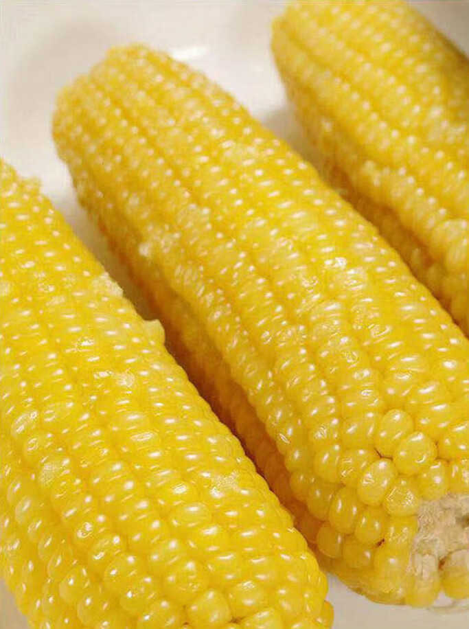 东北黄糯玉米棒早餐粘玉米熟黏玉米真空独立包装甜玉米 大棒10只装270