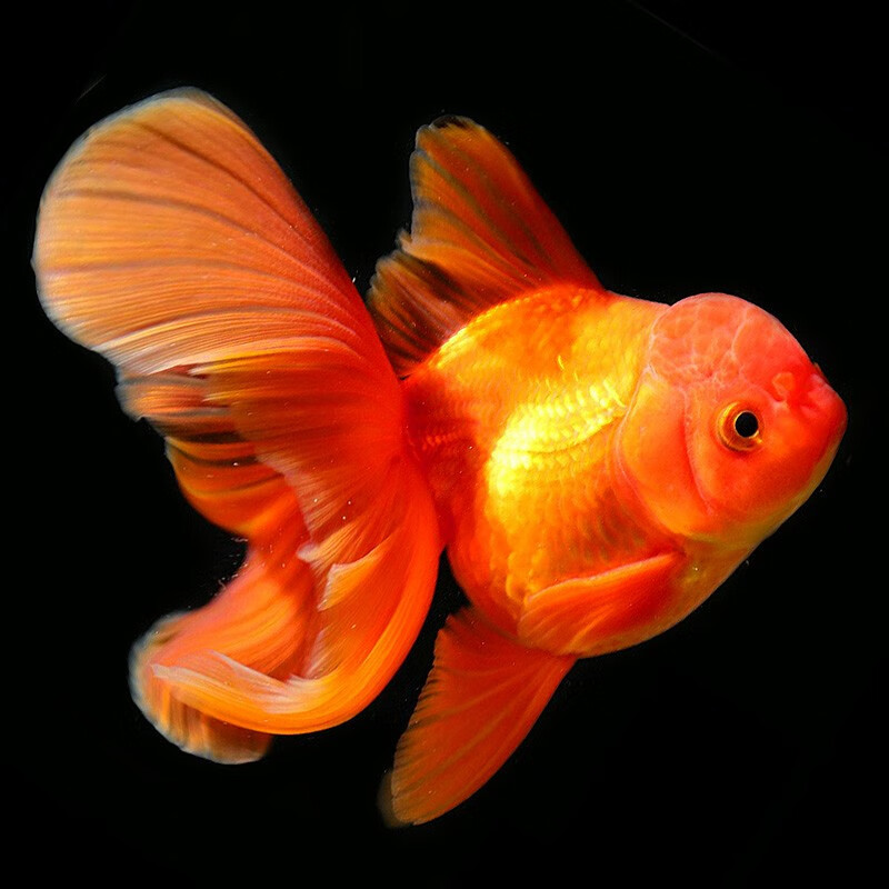 优鱼若宠观赏鱼活体大金鱼红狮鹤顶红水泡珍珠狮子头金鱼精品五花泰狮