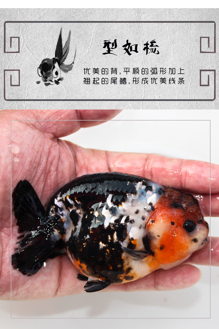 cmcm精品纯种兰寿金鱼小尾玉兔奶牛黑寿淡水观赏鱼活鱼兰寿金鱼苗