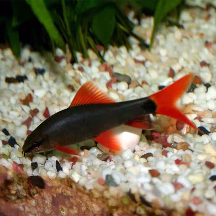 清道夫淡水鲨鱼鼠鱼金苔鼠彩虹鲨粉虹吃便垃圾除藻热带工具鱼活体彩虹