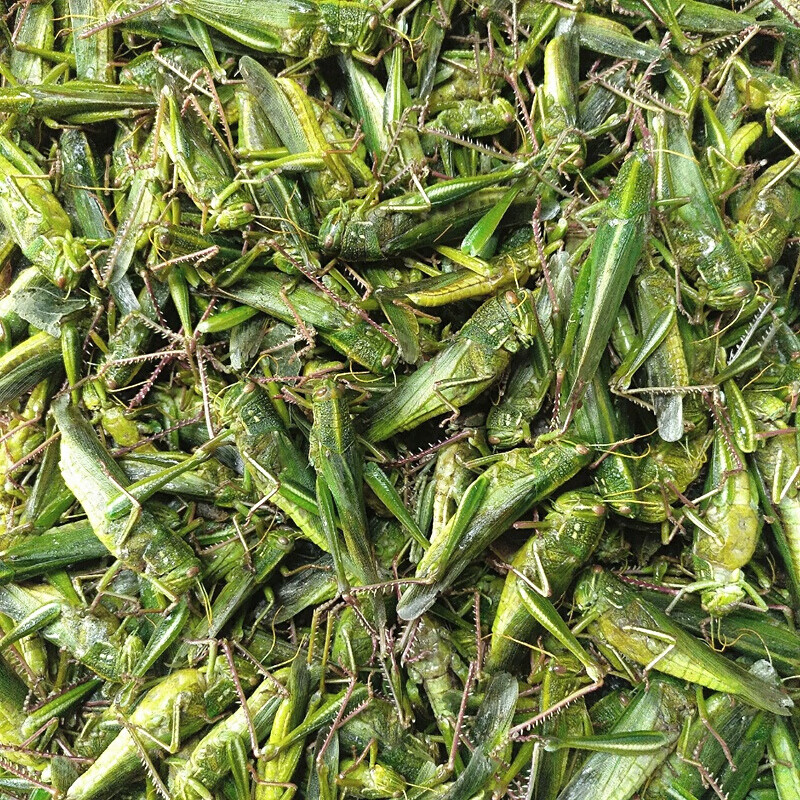 1斤新鲜活体冷冻大牛蚂蚱绿棉蝗青蚂蚱大蝗虫蚱蜢蹬倒山