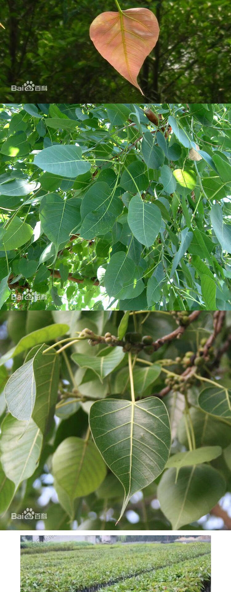 菩提树苗菩提苗盆栽金刚菩提苗大树地栽平安树佛教文化瑰宝菩提籽根部