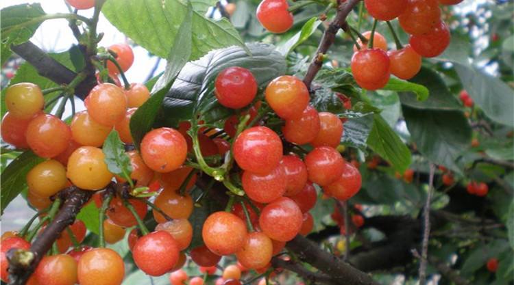 中国樱桃四川小樱桃树苗农家樱桃树果苗特大盆栽地栽南方北方种植5年