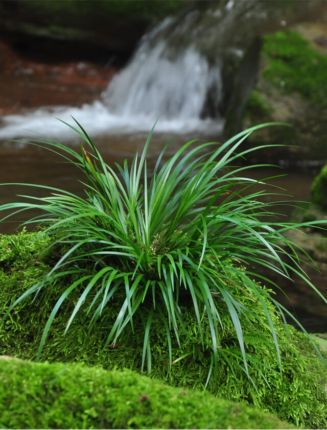 石菖蒲苗盆景龙根盆栽过滤养龟庭院附石假山室内水培土培草龙根菖蒲2