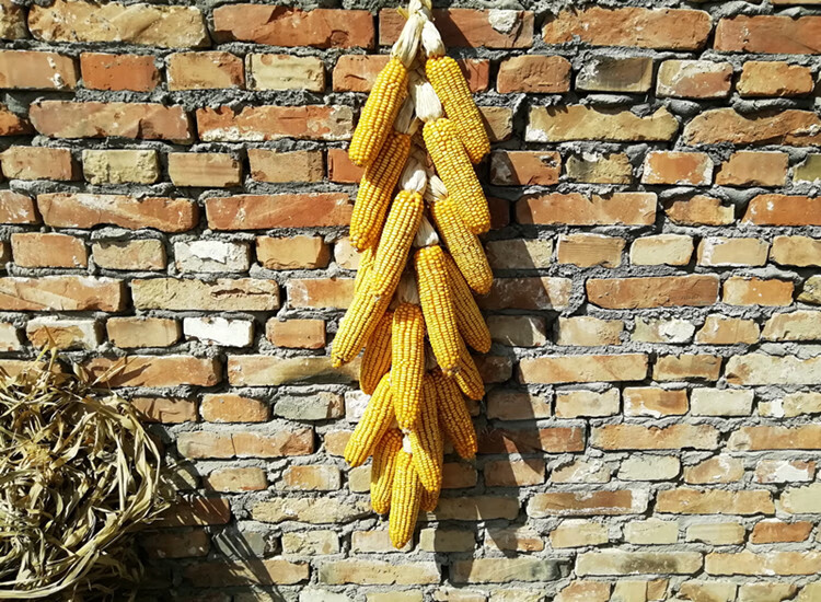 园艺五谷丰登挂饰农家乐干玉米棒子农作物装饰玉米穗带皮真玉米串挂件