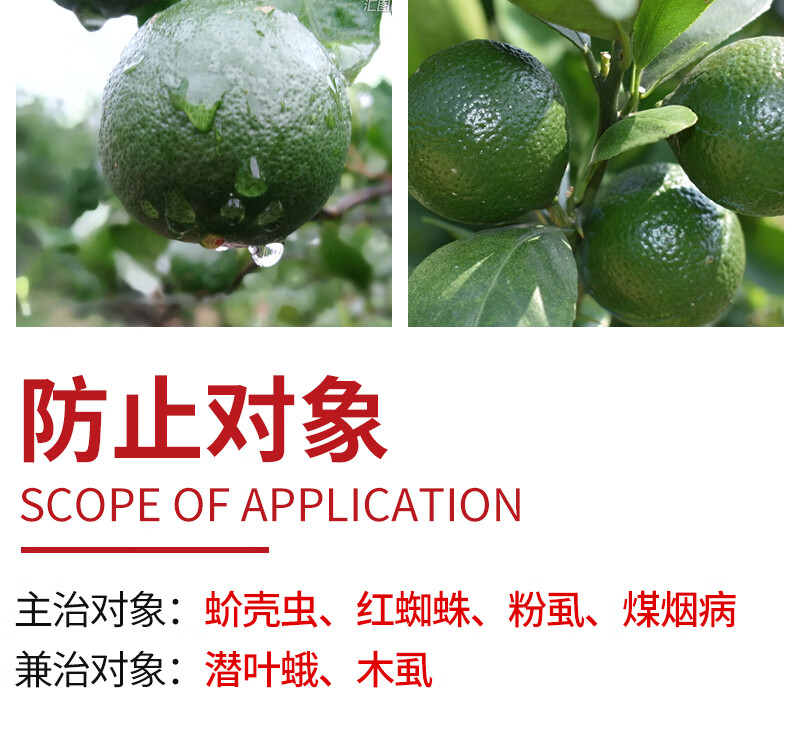柑橘白粉病和药物残留的区别在哪(柑桔白粉病)