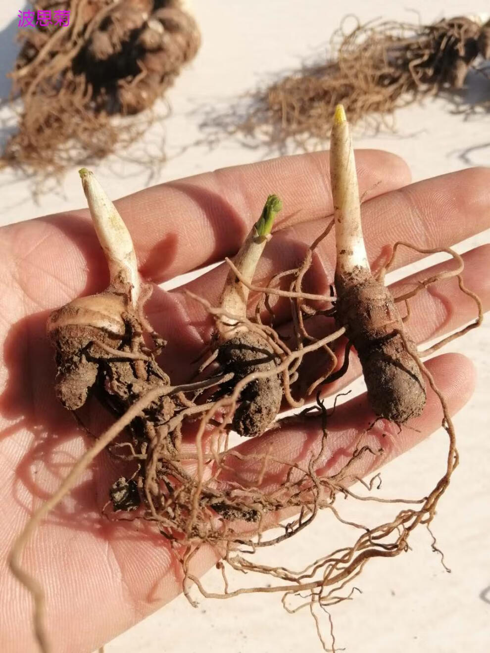 波思菊七叶一枝花滇重楼种苗种子云南多芽华虫楼种籽粉质独角莲中药材