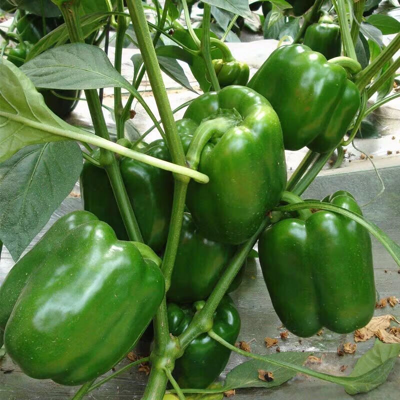 y河南农家圆椒菜椒辣椒新鲜蔬菜皮厚肉多清甜灯笼椒2斤3斤5斤 5斤精选