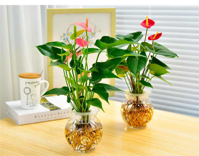 玻璃瓶水培植物红掌粉掌绿植小盆栽花卉室内办公桌绿色盆景 粉掌(水培