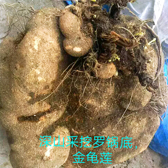 蛇莲图片与药用功效图片