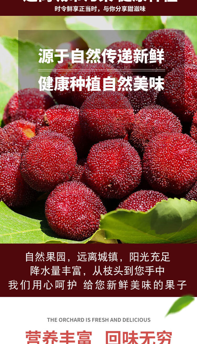 顺丰空运新鲜杨梅漳州浮宫自然熟特甜健康大杨梅现摘现发当季时令鲜果