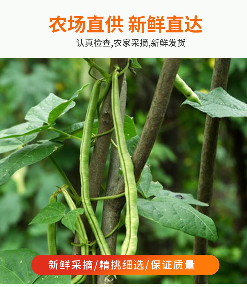 京鲜配送新鲜芸豆山东蔬菜老来少芸豆现摘现发白不老九粒白四季豆应季