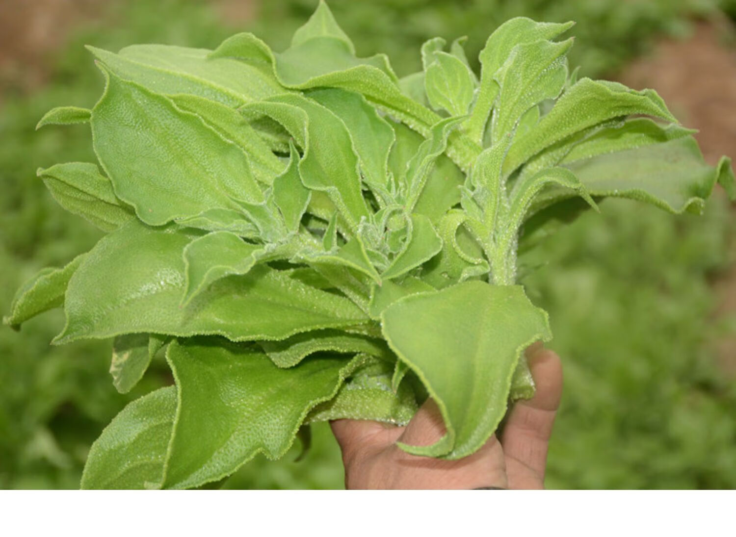 新鲜冰草3斤冰菜蔬菜非洲花冰叶火锅即食生吃沙拉菜新鲜整箱 1500g