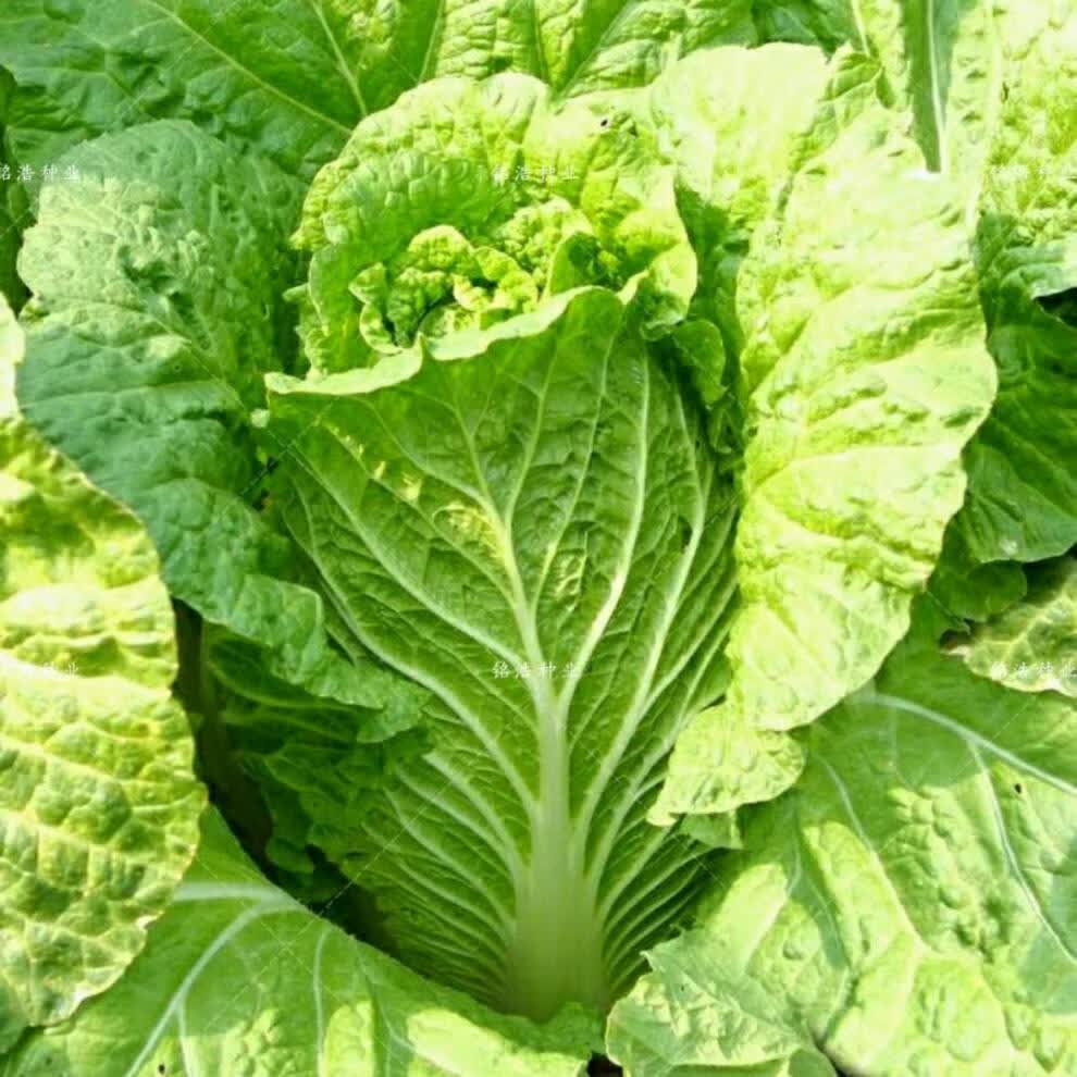 早熟高产抗病耐热耐寒白菜种子芯叶金黄基地专用蔬菜种子开拓16号