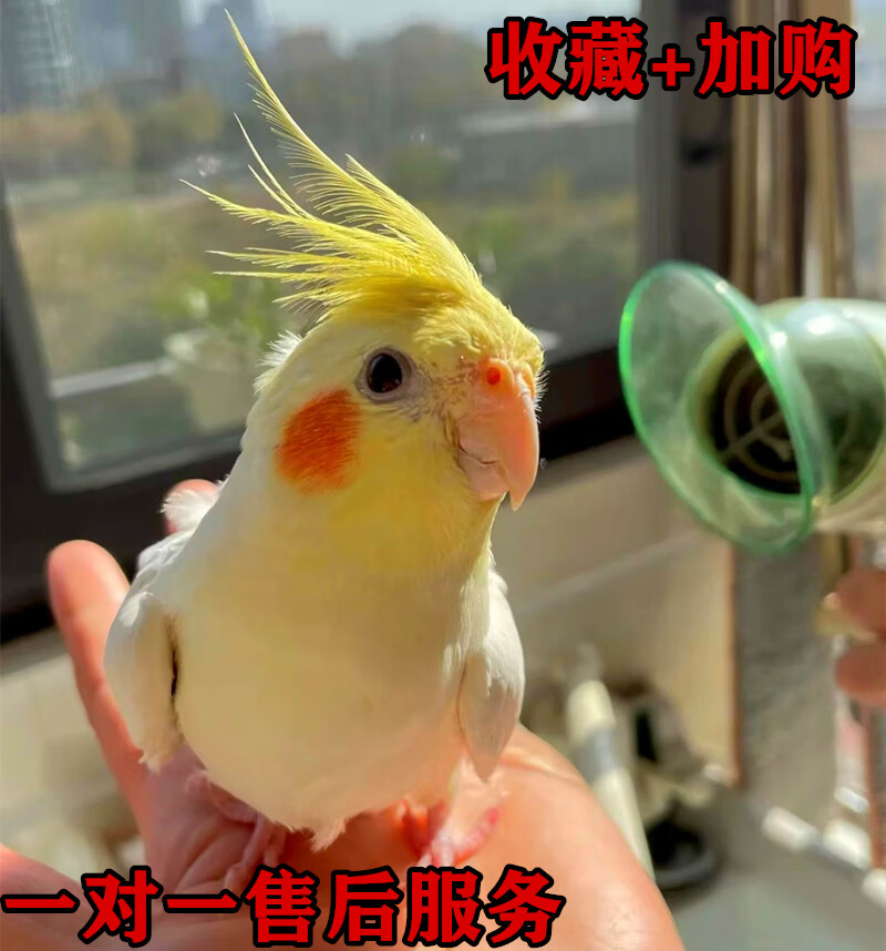 玄鳳鸚鵡活鳥手養鸚鵡活體寵物雛鳥黃化幼鳥派特一對繁殖說話唱歌 四