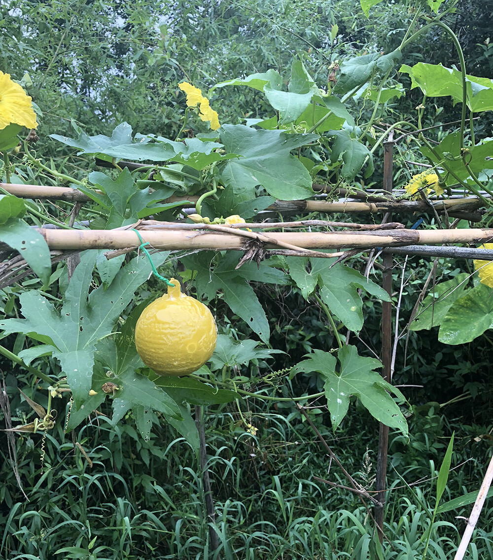粘虫球诱蝇球丝瓜果实蝇贴针蜂黄蜂色引诱剂果蝇器双面黄板纸tt8 【10