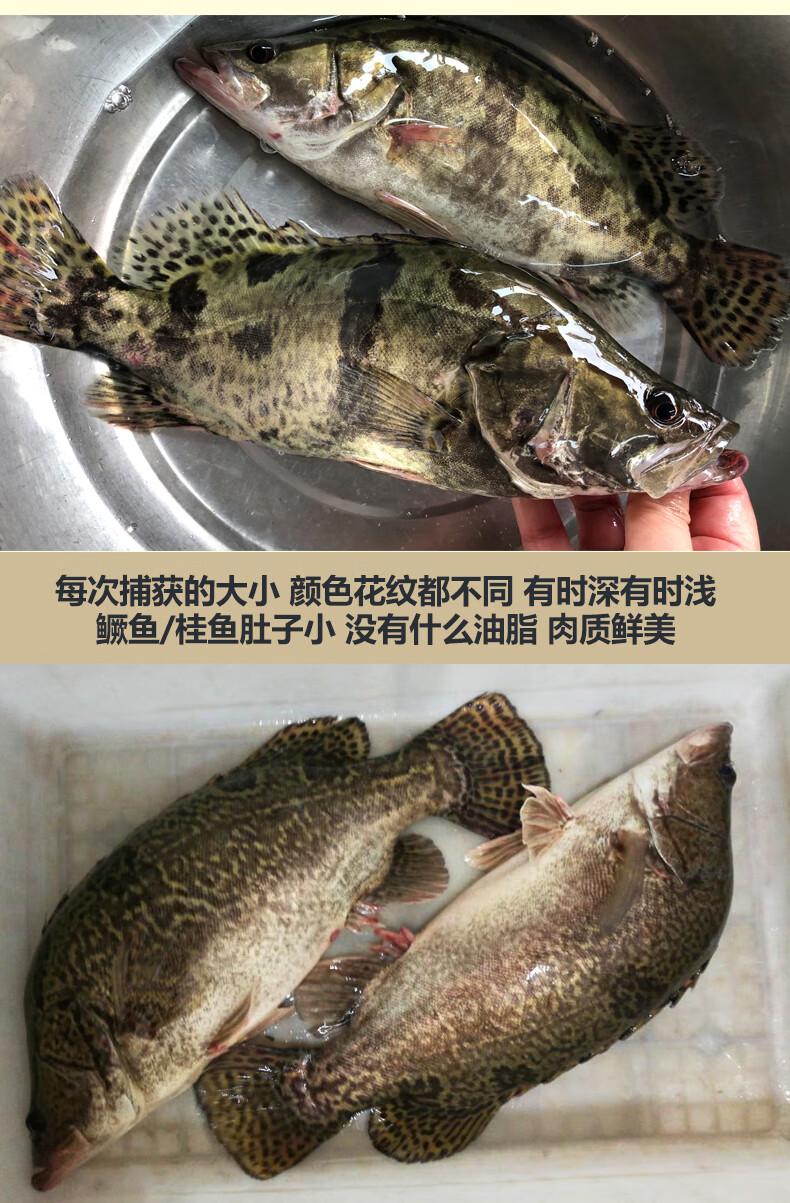 品鲜肴淡水鱼生态小桂鱼 鳜鱼 桂花鱼 鳌花鱼自然长现捕鲜活现杀 净膛前 1 5kg装 3 6条 份 图片价格品牌报价 京东