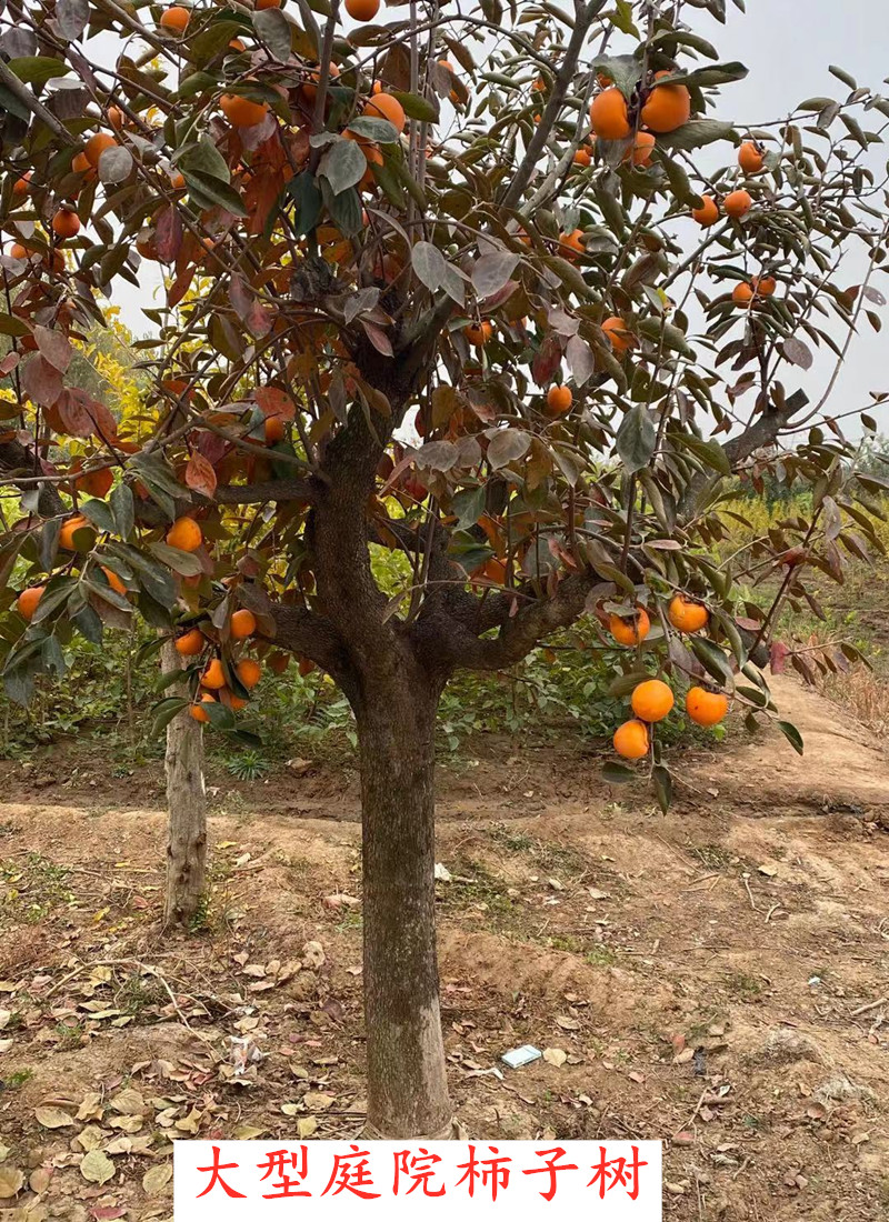 柿子树果树活苗庭院大树南方种植北方当年结果柿子老桩景观树甜脆三