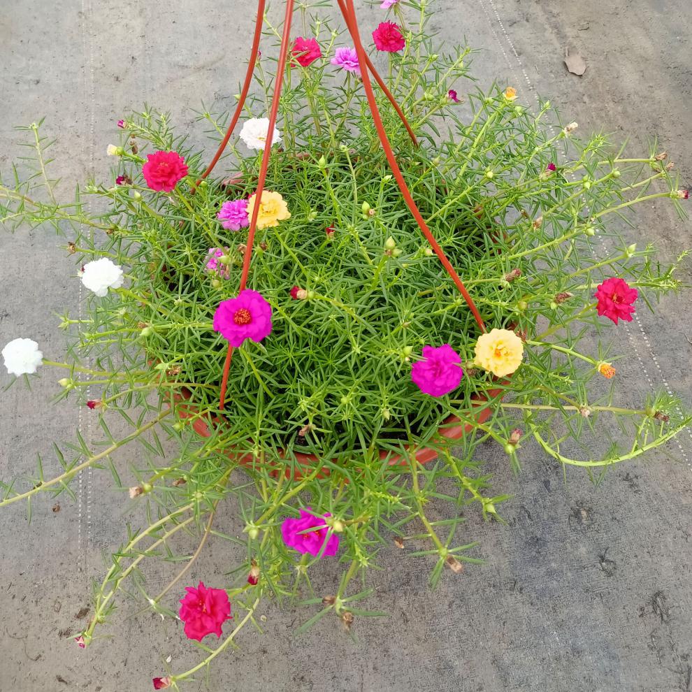 阳台庭院耐晒太阳花盆栽松叶牡丹马齿苋见太阳就开花单瓣重瓣 太阳花4