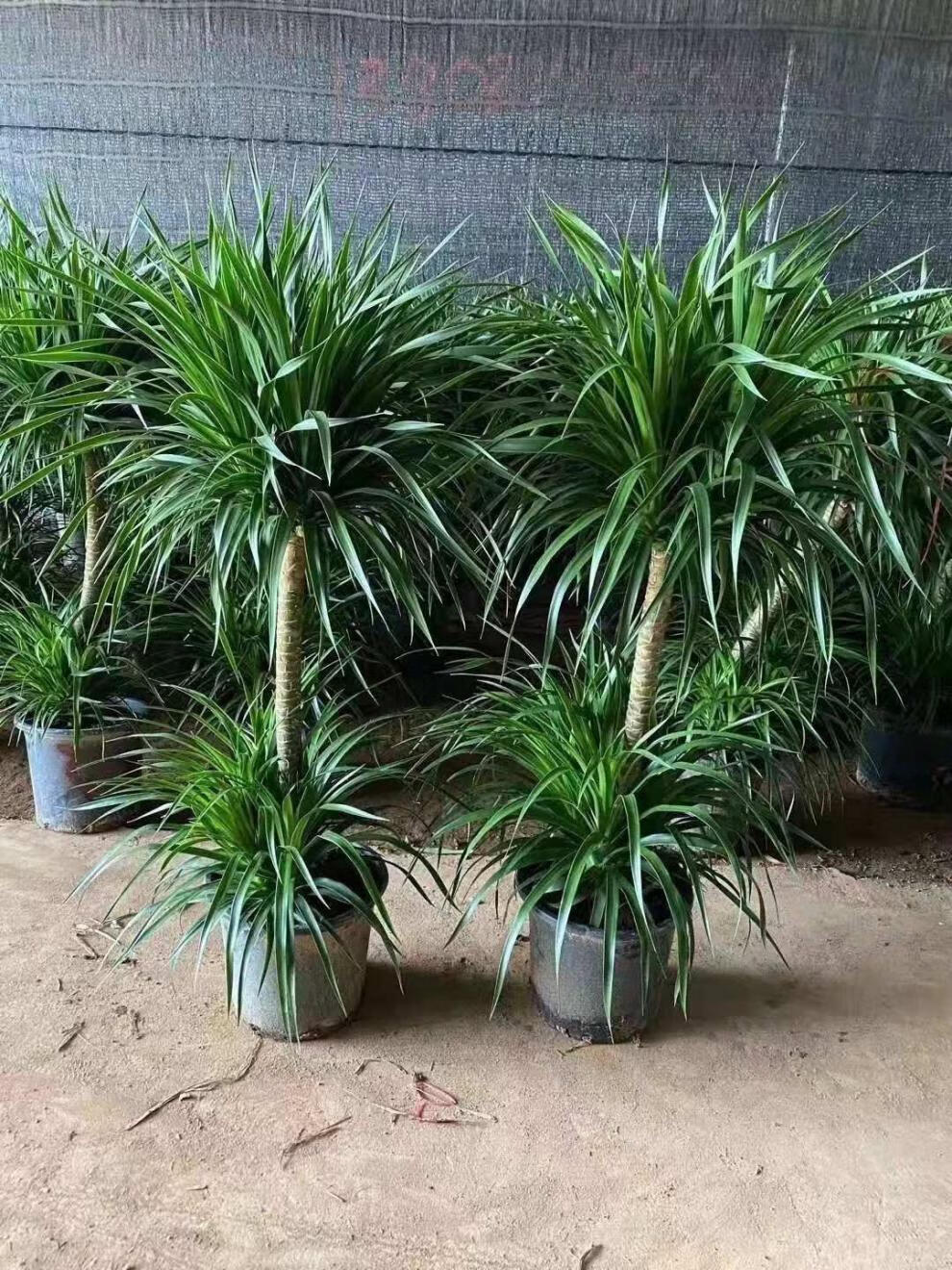 多头双层龙血树大型绿植盆栽室内客厅办公室四季好养 初石 含【水泥