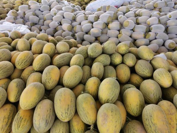 新疆特产伽师八六王黄皮哈密瓜新鲜水果甜瓜王一箱1个瓜46斤箱装送礼