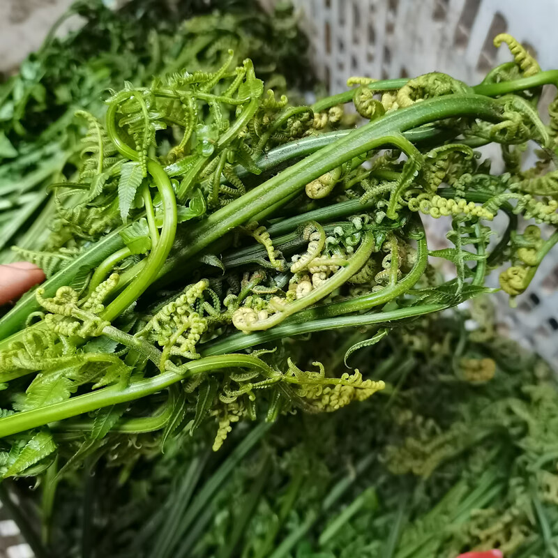新鲜现摘 广西蕨菜凉拌菜 野菜水 龙爪菜 鲜嫩爽口水蕨菜 1500g【图片