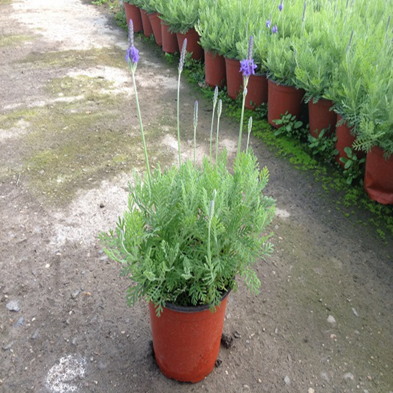 当日发货 薰衣草苗 盆栽花卉大苗带花苞 羽叶 室内开花植物 驱蚊不含