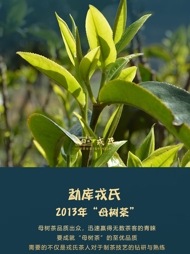 中期茶勐库戎氏2013年母树茶普洱茶生茶饼500克