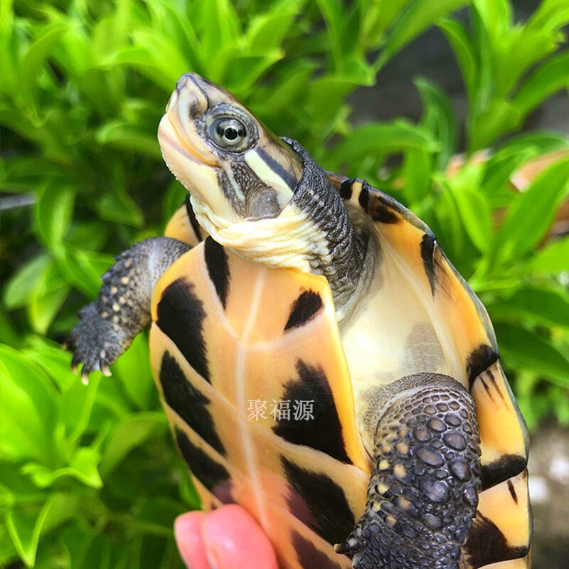 南石龟 越南石正宗黄金龟南石龟活体纯种南石苗越南石