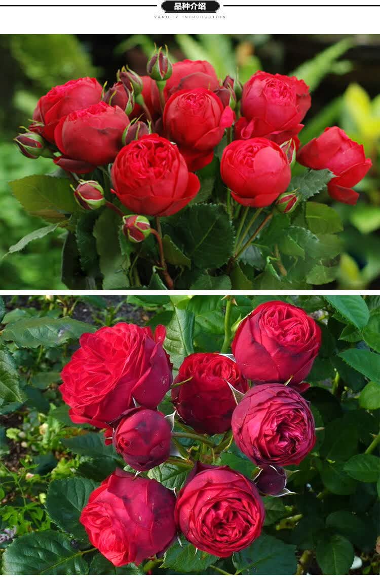 畅微 月季【红钢琴】多季浓香 切花灌木欧月庭院阳台月季盆栽四季开花