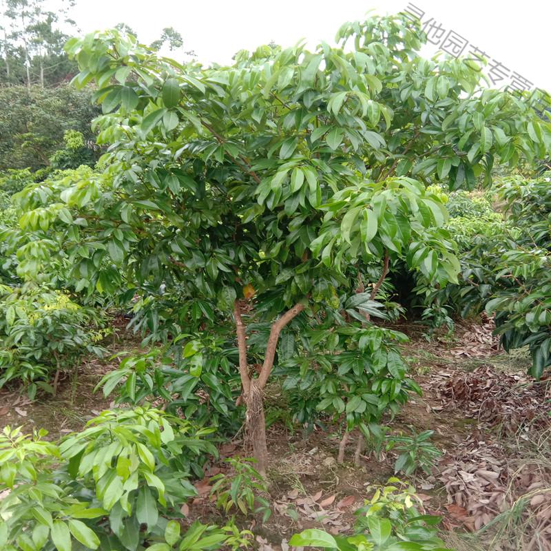 仙進奉荔枝樹苗觀音綠嶺豐糯荔冰荔荔枝越州紅荔枝苗廣西靈山發貨觀音