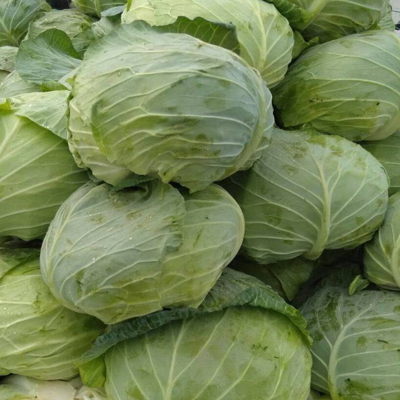 包心菜农家扁平包菜莲花白自种新鲜现摘整箱 优质去老叶【9斤装】