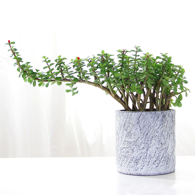 盆栽金叶丝绵木室内办公桌面绿植雅乐之舞易活植物s