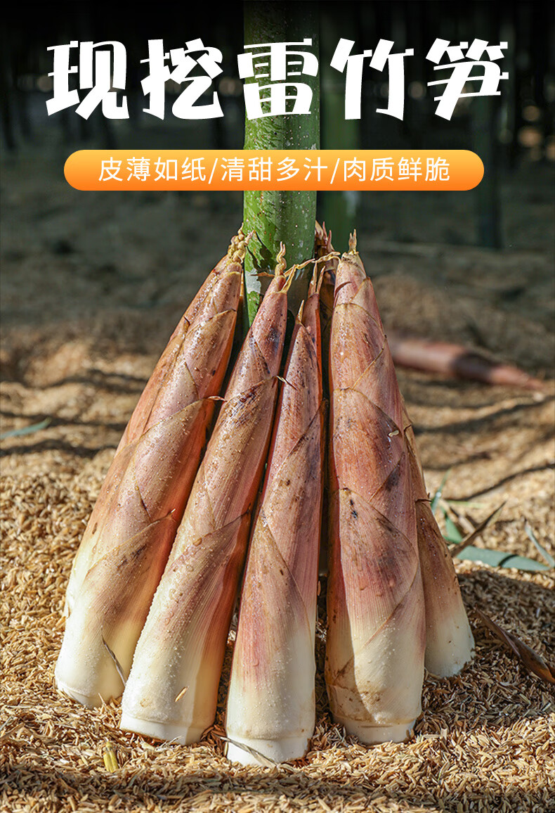 新鲜小竹笋冬笋春笋尖嫩笋油焖笋现挖笋农家蔬菜6斤