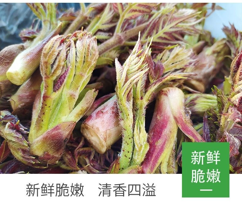 刺龙芽1斤新鲜蔬菜刺龙苞刺嫩芽现摘现发当季下饭菜5斤顺丰两斤刺龙芽