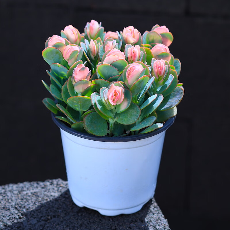 柒悦栖-贝壳锦多肉植物白姬之舞花卉盆栽含花盆栽好成品桌面组合云南