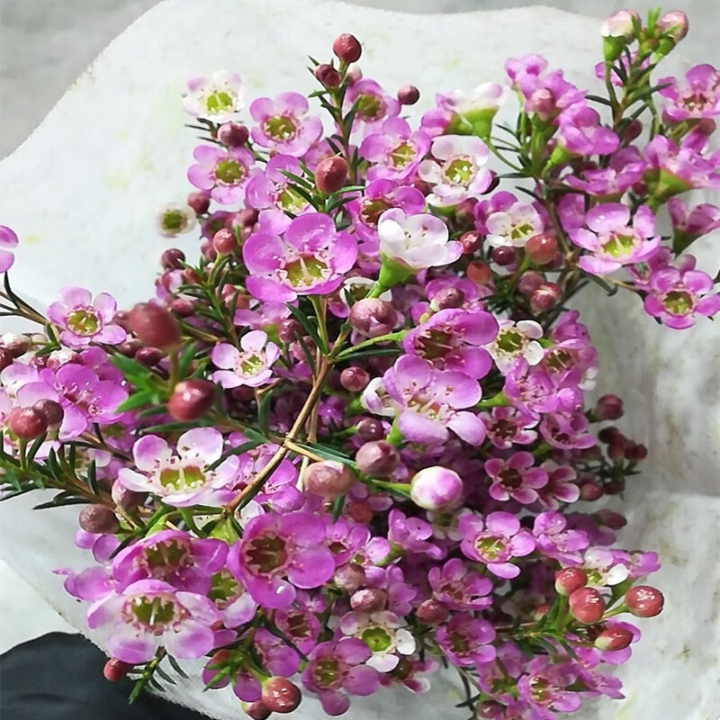 云醉花国产平头澳洲腊梅b级多色可选白色若干枝