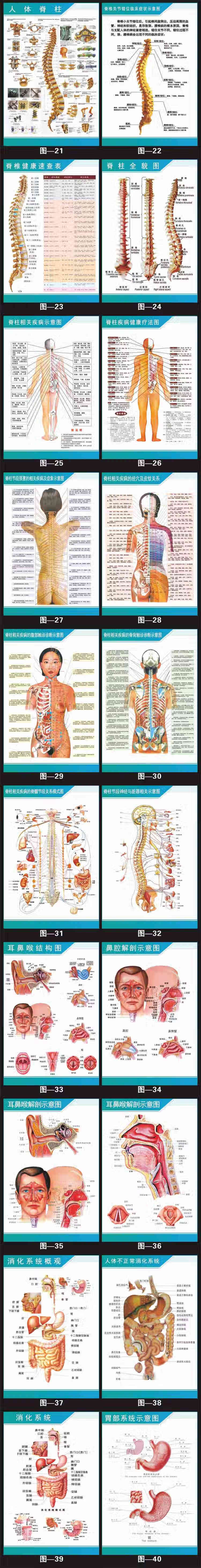 人体解剖彩色学骨骼结构图神经肌肉五脏六腑淋巴示意解刨器官挂图定制