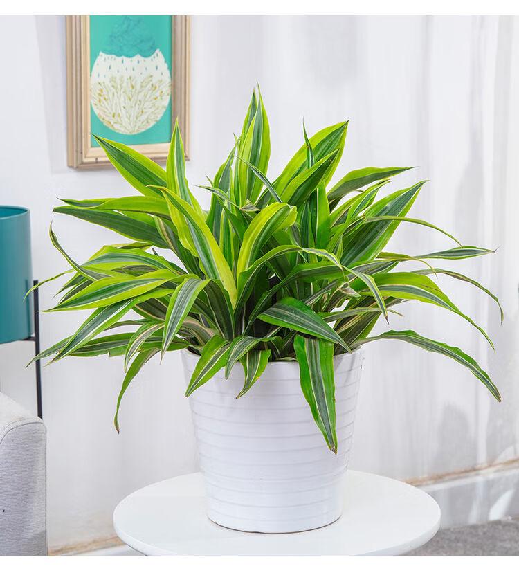 美人铁盆栽 室内桌面小植物金边巴西铁观叶室内防辐射除甲醛绿植 高40