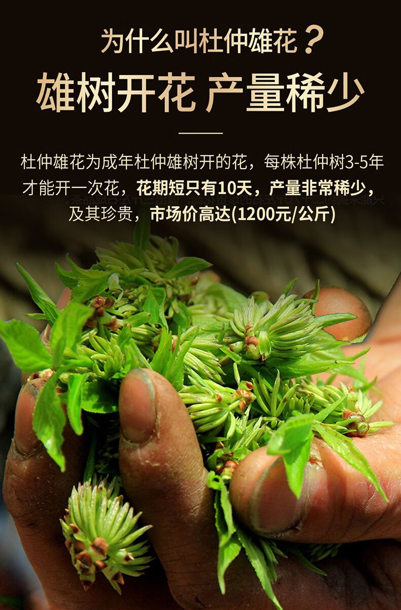 万农山杜仲雄花茶张家界特级男性肾茶针形花粉多杜仲养生茶花粉多100