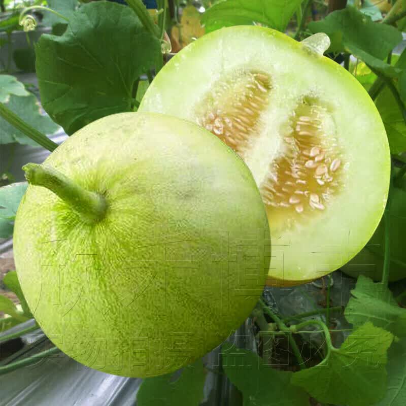 适用于冰翡翠甜瓜种子羊角蜜香瓜种籽酥白沙蜜伊丽莎白四季春季水果种