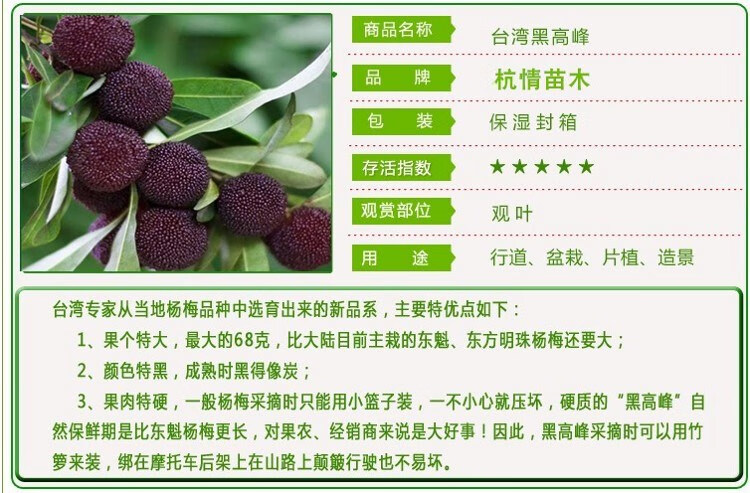 黑高峰杨梅苗 比东魁杨梅早熟的杨梅 嫁接大果黑杨梅当年结果 6年大苗