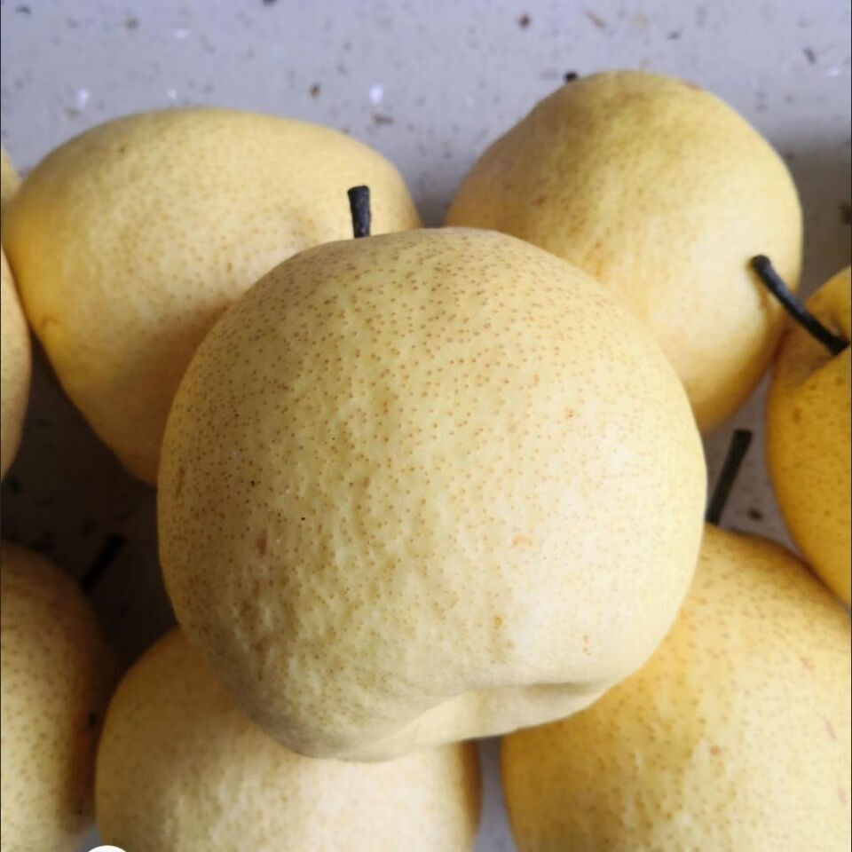 【大】梨子贡梨冰糖雪梨整箱10斤新鲜水果 5斤特大果(净重)【图片