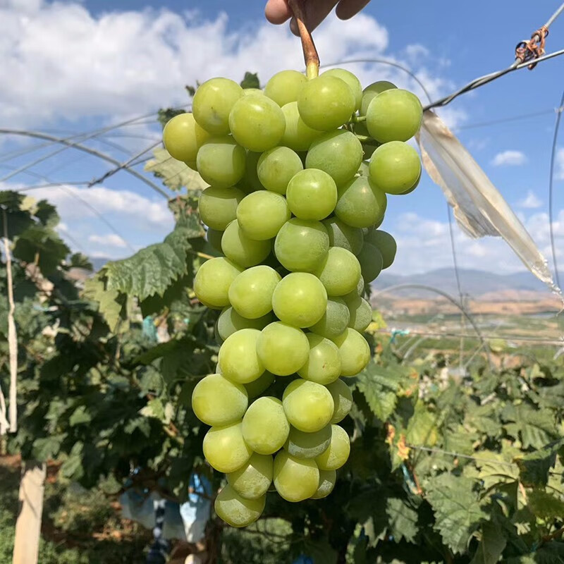 晨臻顺丰空运云南阳光玫瑰香印青提国产晴王葡萄无籽清香纯甜2斤精选