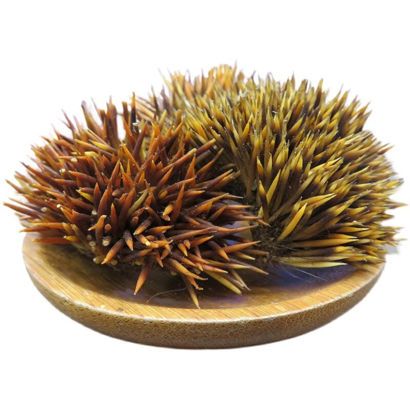 北京同仁堂正宗刺猬皮500g特级名贵中药材 仙人衣猬皮