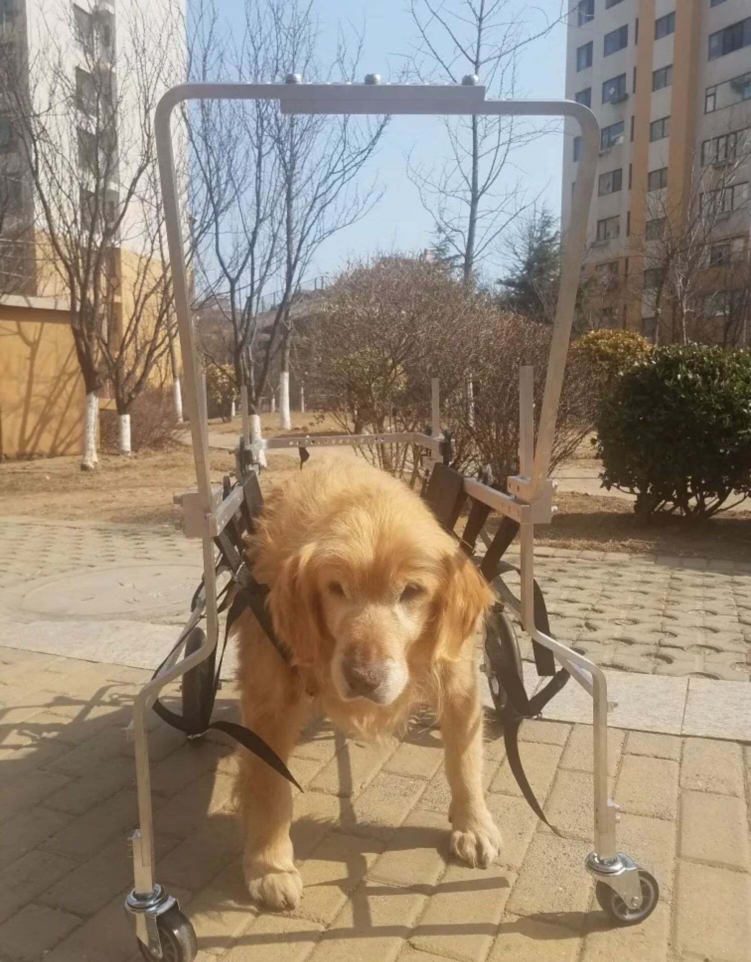 狗狗后腿残疾助力车瘫痪犬老年犬轮椅拉布拉多阿拉斯加金毛四轮狗轮椅